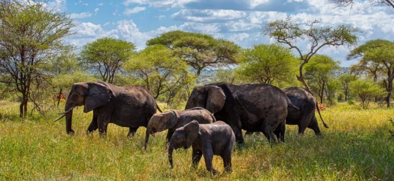 11 Days Kenya and Tanzania with Serengeti: A Safari Journey - FAQs