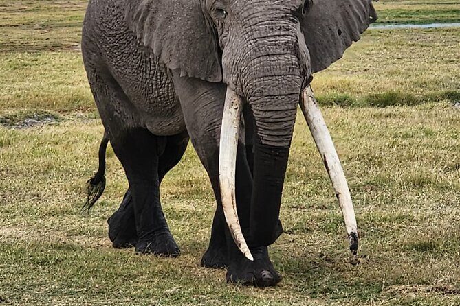 11 Days Private Tour to Explore Amboseli and Samburu - Who Would Love This Tour?