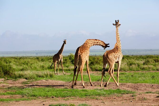 11 Days Private Tour to Explore Amboseli and Samburu - Final Thoughts
