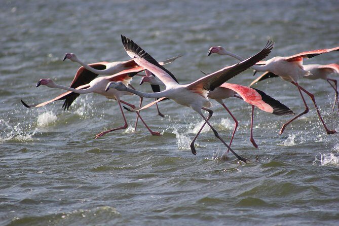 11 Days Small Group Namibia Experience Fully Accommodated Tour - FAQ