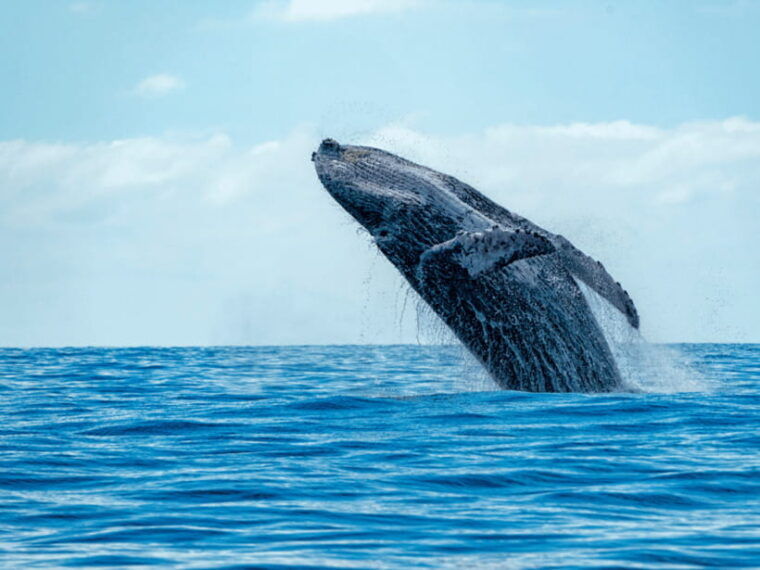11-days-sri-lanka-tour-with-private-chauffeur-vehicle