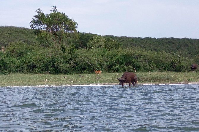 11 Days Uganda +Gorillas - Transportation and Guide Quality