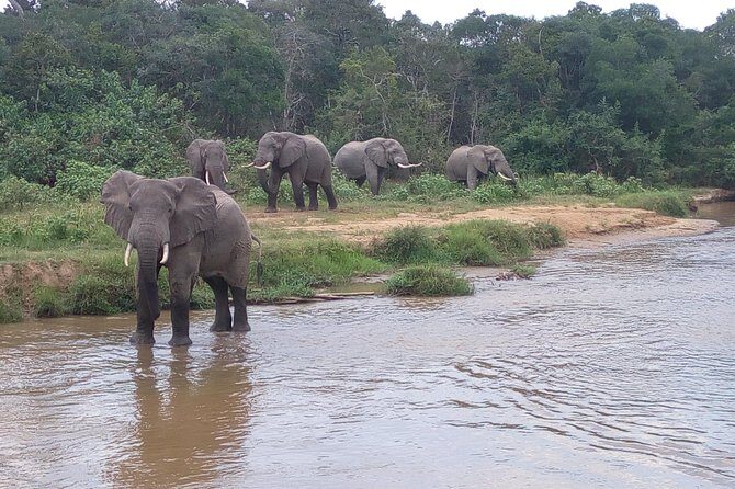 11 Days Uganda +Gorillas - Value for Money