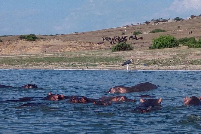 11 Days Uganda +Gorillas - Reviewing the Experience Through Guests’ Eyes