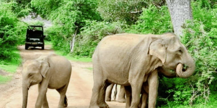 11-nights-12-days-round-trip-in-sri-lanka-nature-culture-local-experiences