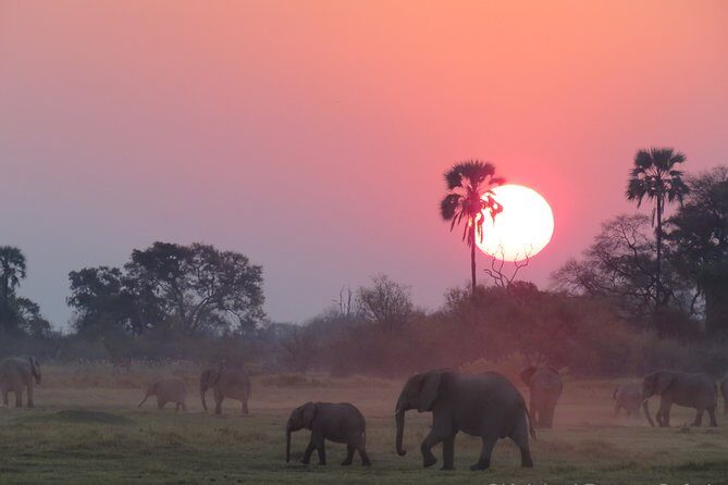 11Day WILDERNESS TRAIL:Okavango,Moremi&Chobe -WildCamping Safari +Victoria Falls - What Makes This Safari Stand Out?