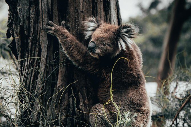 12 Apostles, Otways & Great Ocean Road Day Tour - 8 person max - Exploring the 12 Apostles, Otways & Great Ocean Road Day Tour: An Honest Review