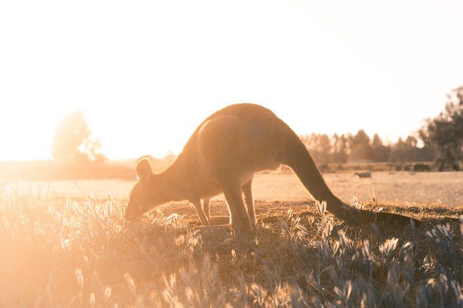 12 Apostles, Otways & Great Ocean Road Day Tour - 8 person max - Wildlife Spotting at Kennett River