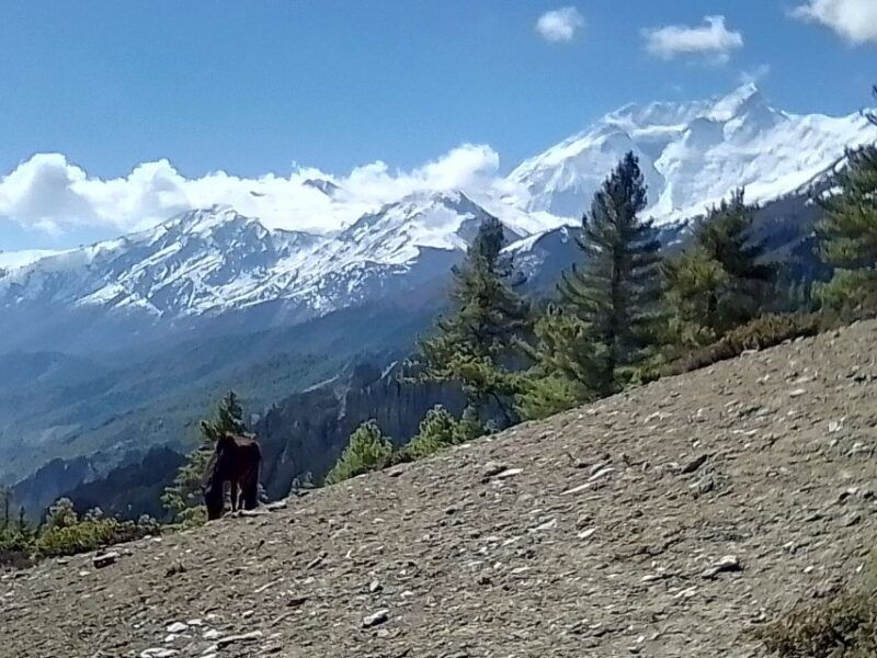 12-day-annapurna-circuit-trek-from-pokhara-or-kathmandu