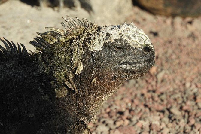 12-day-galapagos-superior-adventure-tourist-superior-class