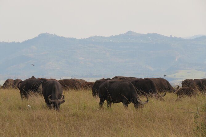 12-Day Moderately Priced Pearl of Africa - Uganda Private Safari - Queen Elizabeth National Park: Lions, Craters, and the Kazinga Channel