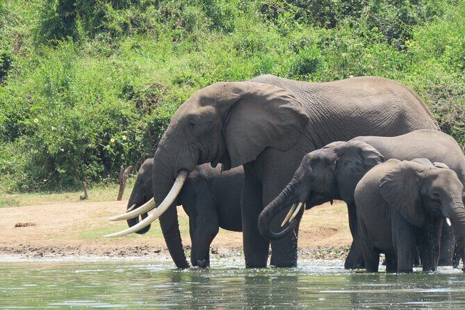 12-Day Moderately Priced Pearl of Africa - Uganda Private Safari - Ishasha and Bwindi: Tree-Climbing Lions and Mountain Gorillas
