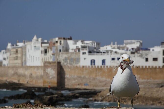 12 Day Morocco Discovery Private Tour - Who Is This Tour Best For?