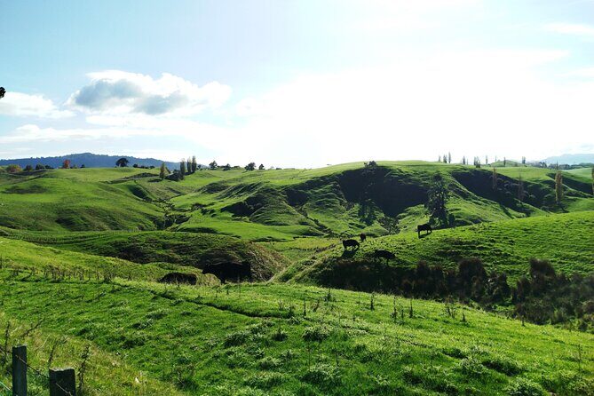 12 Day New Zealand Private Tour from Auckland to Stewart Island - FAQs