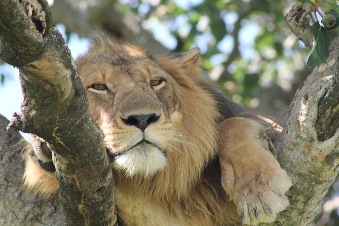 12-Day Pearl of Africa Wildlife and Adventure Highlights - A Review of the 12-Day Pearl of Africa Wildlife and Adventure Highlights