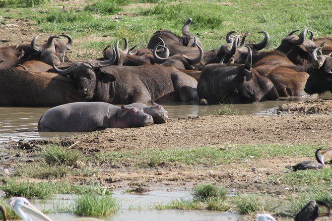 12-Day Pearl of Africa Wildlife and Adventure Highlights - An In-Depth Look at the 12-Day Uganda Safari