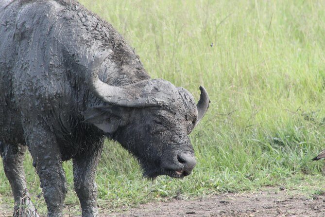 12-Day Pearl of Africa Wildlife and Adventure Highlights - Who is This Tour Best For?