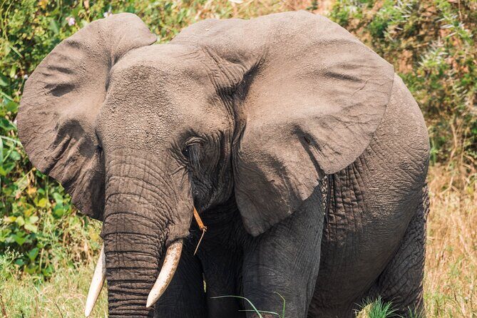 12-Day Pearl of Africa Wildlife and Adventure Highlights - Final Thoughts