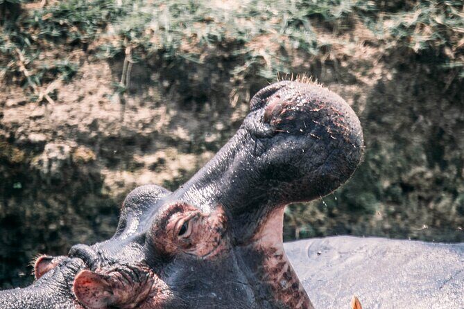 12-Day Pearl of Africa Wildlife and Adventure Highlights - FAQ