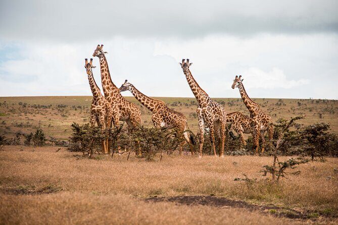 12 Days Best Of Kenya and Tanzania Safari - Luxury - Who Is This Tour Best For?