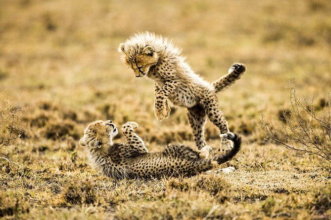 12 Days Best Of Kenya and Tanzania Safari - Luxury - FAQ