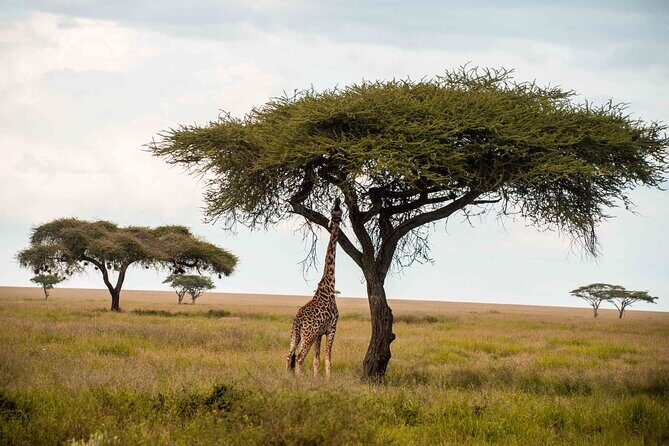 12 Days Best Of Kenya and Tanzania Safari - Luxury - Final Thoughts