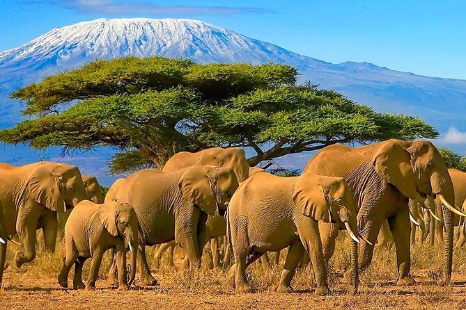 12-Days Best Of Kenya Big Five Wildlife Private Safari - FAQ