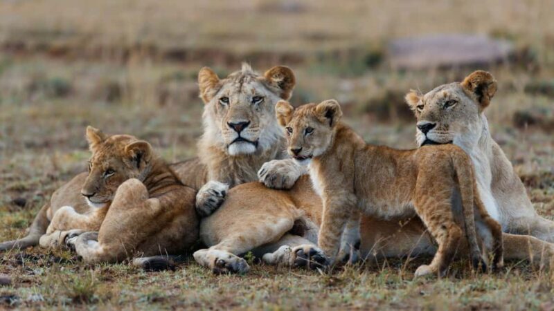 12 Days Best Of Tanzania Safari and Zanzibar Beach Tour - Key Points