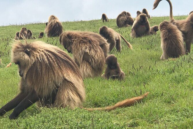 12 Days Ethiopia Tour - Final Thoughts: Who Will Love This Tour?