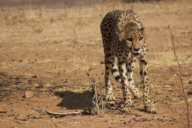 12 Days Guided Namibia In Plus | Guided Lodge - Days 1–2: Starting with Culture and the Salt Pan