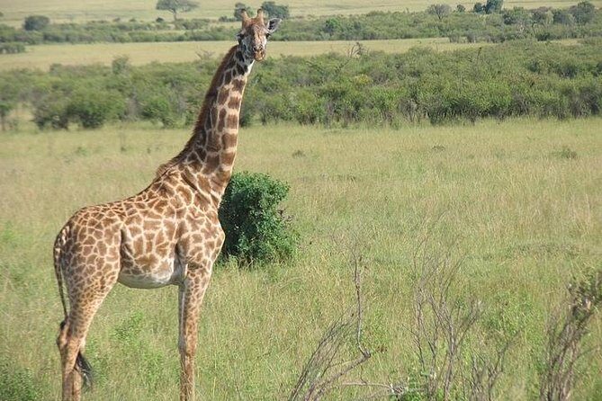 12 Days Kenya and Tanzania Budget Private Safari from Nairobi - Final Thoughts