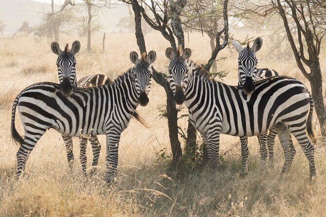 12 days Luxury Tanzania Honeymoon Safari and Zanzibar - Who Is This Tour Best For?