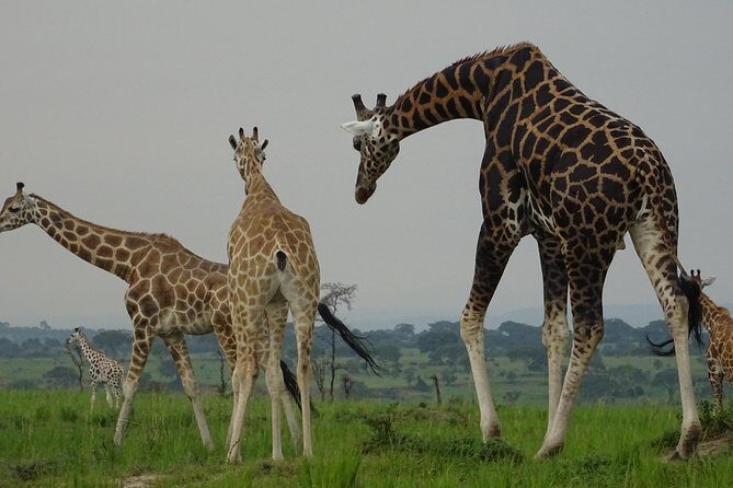 12 Days Memorable Experience tour in Uganda - A Closer Look at the 12-Day Itinerary