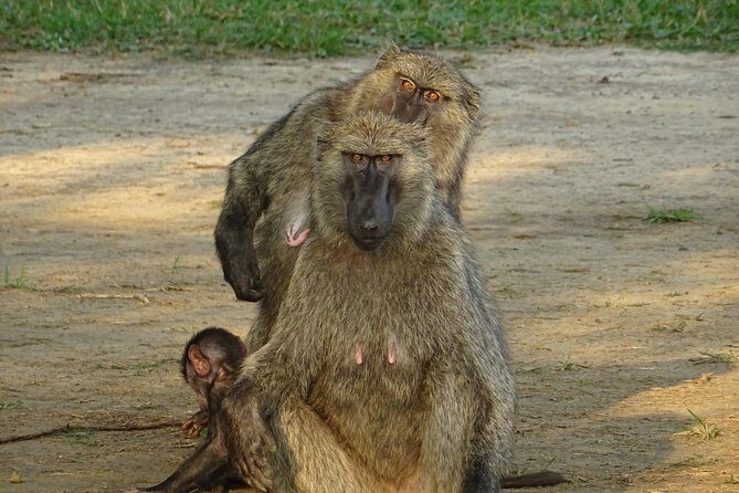 12 Days Memorable Experience tour in Uganda - FAQ