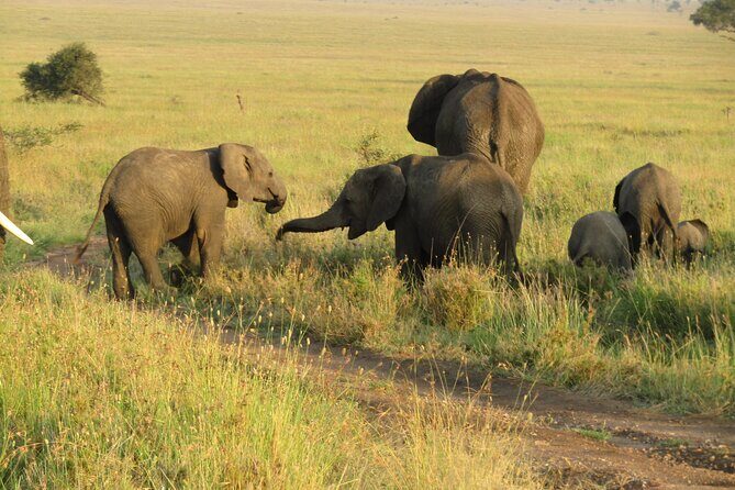 12 Days Safari Tour around Mt Kilimanjaro off the beaten - FAQs