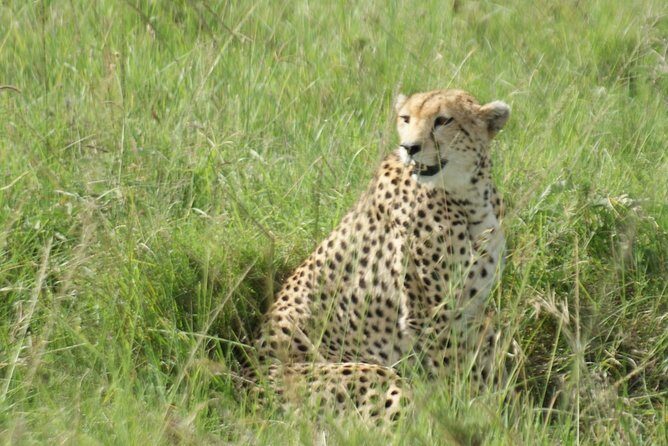 12 Days Samburu Ol-pejeta lake Nakuru Masai Mara lake Naivasha Amboseli safari - A Closer Look at the Safari Experience