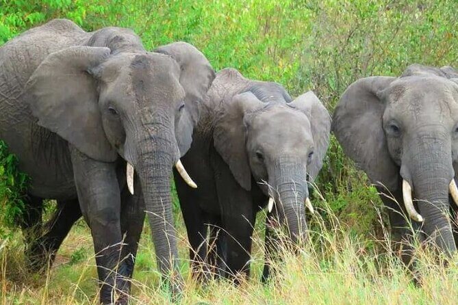 12 Days Samburu Ol-pejeta lake Nakuru Masai Mara lake Naivasha Amboseli safari - Final Thoughts: Is This Safari Right for You?