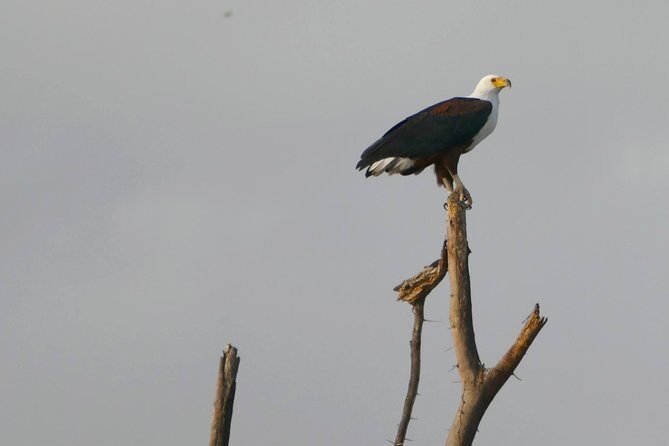 12 Days Samburu Ol-pejeta lake Nakuru Masai Mara lake Naivasha Amboseli safari - FAQ