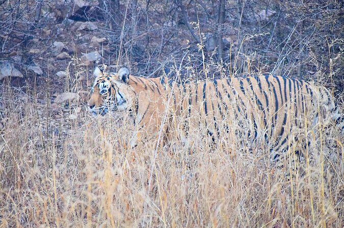 12-Days - Splendors of Golden Triangle & Rajasthan - Who Is This Tour Best Suited For?