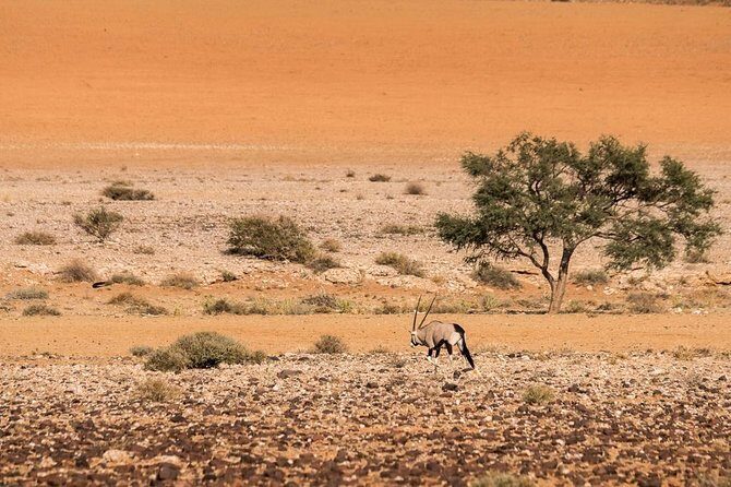 12 Days Tour Namibia In Plus | Self Drive Lodge - Key Points