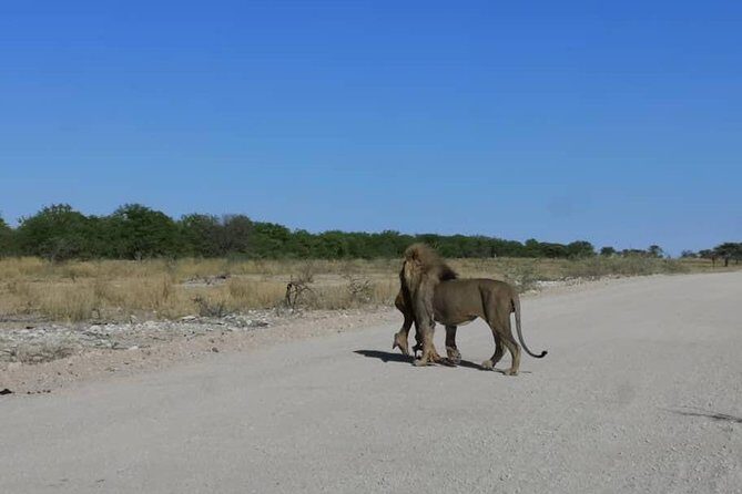 12 Days Tour Namibia In Plus | Self Drive Lodge - Frequently Asked Questions