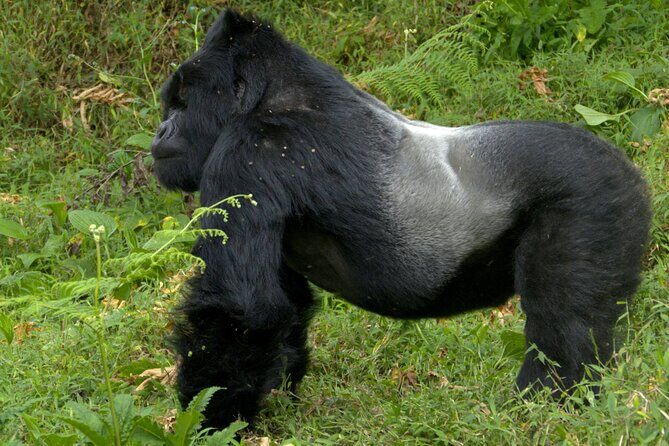 12 Days wildebeest migration Masai Mara Nakuru Uganda gorilla trekking safari - Introduction: What You Can Expect from This 12-Day Safari