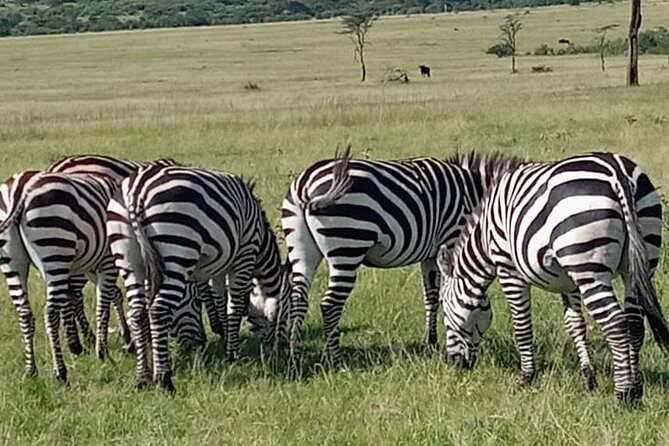 12 Days wildebeest migration Masai Mara Nakuru Uganda gorilla trekking safari - Who Will Love This Safari?