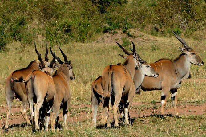 12 Days wildebeest migration Masai Mara Nakuru Uganda gorilla trekking safari - Final Thoughts