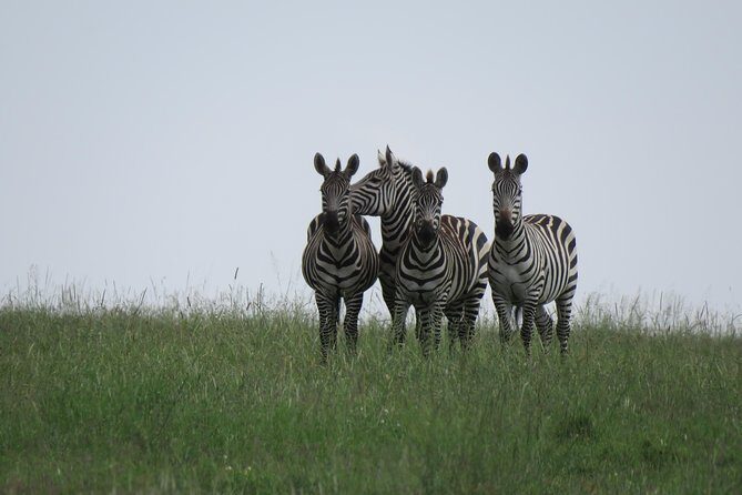 12 Days Wildlife Safaris And Culture Tour - Key Points