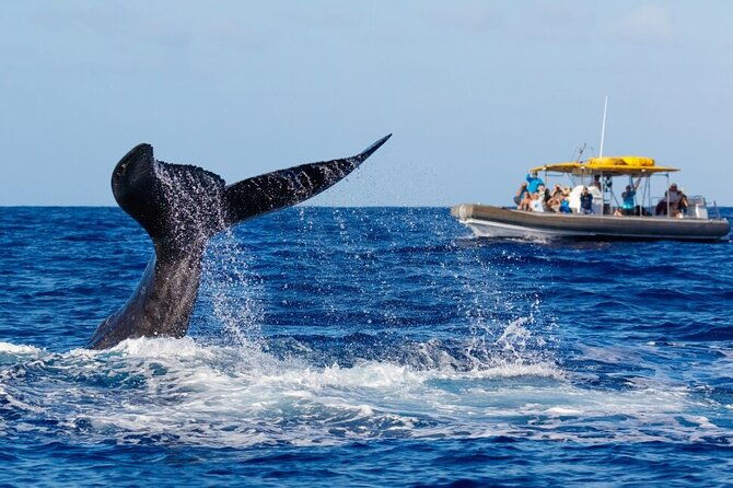 12-passenger-kaanapali-beach-whale-watch-tour-onboard-whale-mic