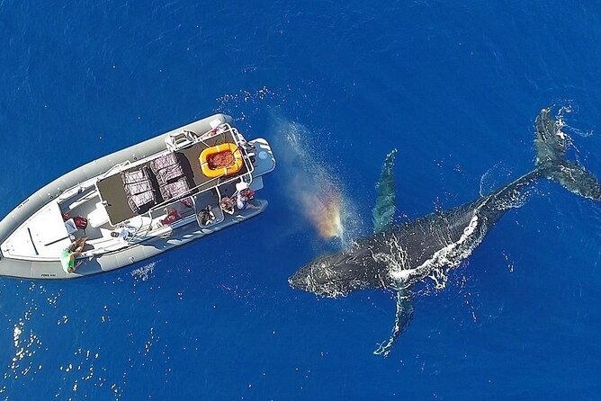 12-passenger-kaanapali-beach-whale-watch-tour-onboard-whale-mic