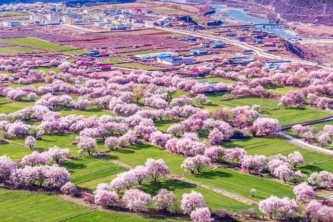 13 Day Nyingchi Peach Blossom Festival Tour - Introduction