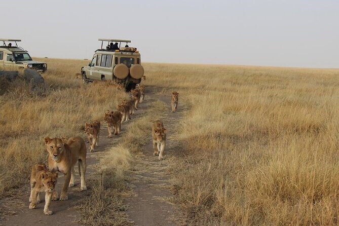 13-Day Private Wildlife Safari Tour of Kenya and Tanzania - What Sets This Tour Apart?  