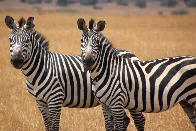 13 Day Safari - Cape Town to Johannesburg - The Sum Up